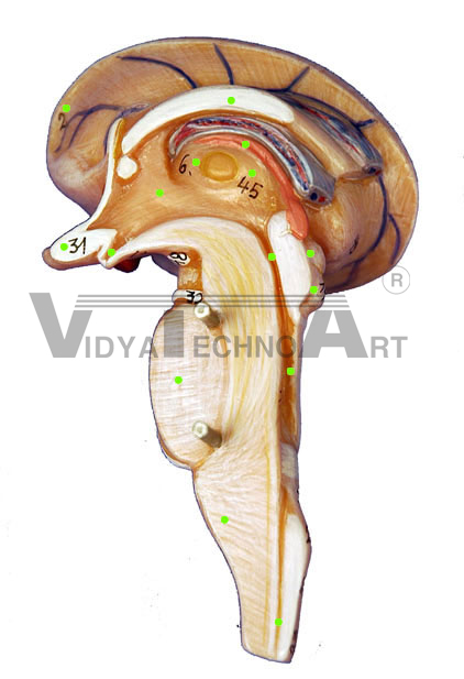 Brain Stem-Sagittal Section